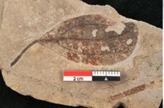 Foto (Detailansicht) von Cinnamomum polymorphum Braun (NHMW-GEO-2024-0188-11403)